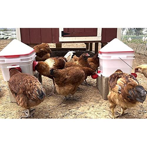 Chick2Chicken 10lb Chicken Feeder and 2 Gal Waterer - 2025 Version