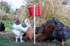 RentACoop Large Chicken Treat Dispenser 2025 Version