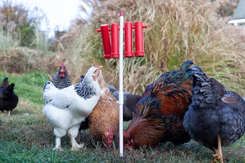 RentACoop Large Chicken Treat Dispenser 2025 Version