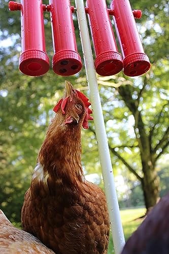 RentACoop Large Chicken Treat Dispenser 2025 Version