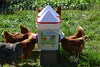 RentACoop 25lb BPA-Free Chicken Feeder with Large Ports - 2025 Version