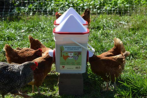 RentACoop 25lb BPA-Free Chicken Feeder with Large Ports - 2025 Version