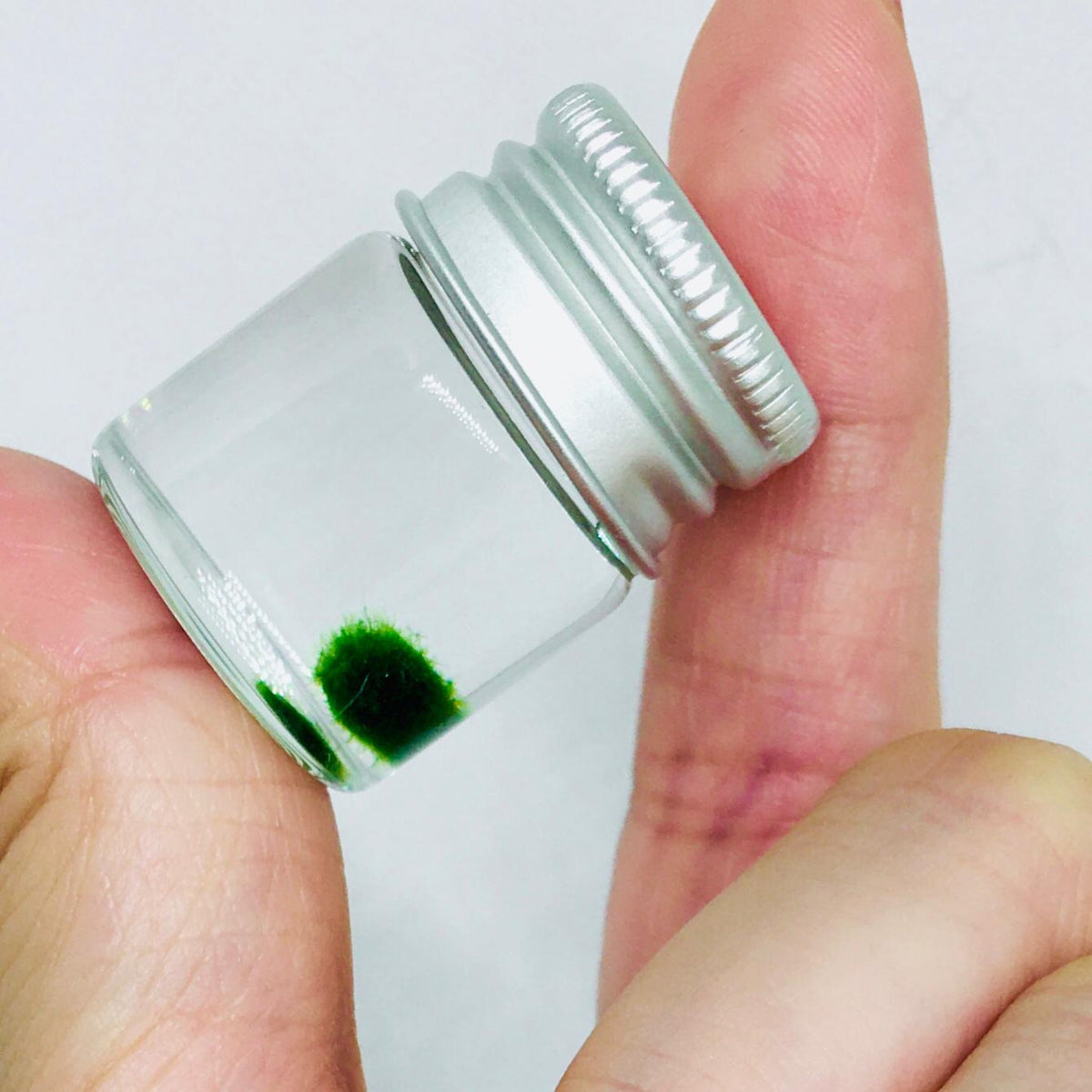 Super Mini Baby Marimo Moss Ball Kit Mini Moss Ball - Audubon, NJ ...