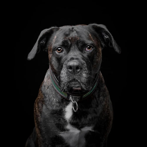 The ''D`Albertis'' collar