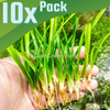 Dwarf Sagittaria Subulata 10x Plants