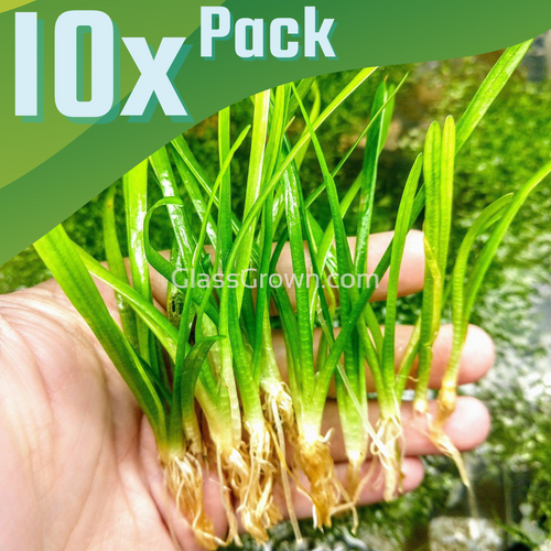 Dwarf Sagittaria Subulata 10x Plants