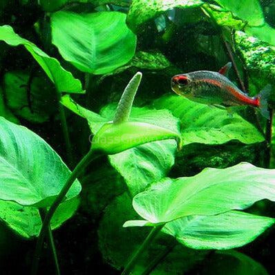 Mystery Anubias