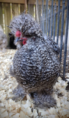 Silkie Hatching Eggs- Hens Choice
