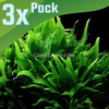 Java Fern