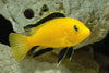 Yellow Labidochromis