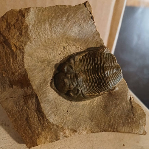 Zlichovaspis rugosa - Morrocan trilobite fossil #6-008