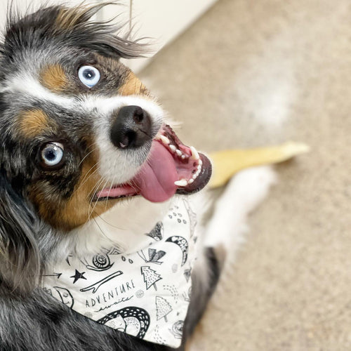 Adventure Dog Bandana
