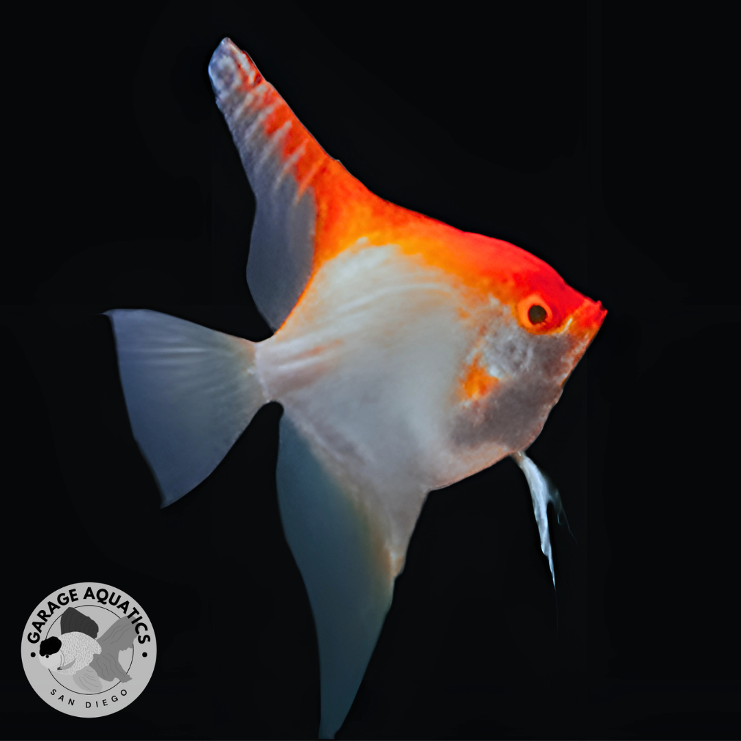 Assorted Fancy Angelfish Live Fancy Fish – Albino Koi Angelfish – Rare Line-Bred Pterophyllum ...