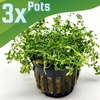 Potted Pearlweed