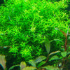 Pearlweed Portion