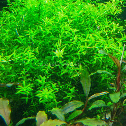 Pearlweed Portion