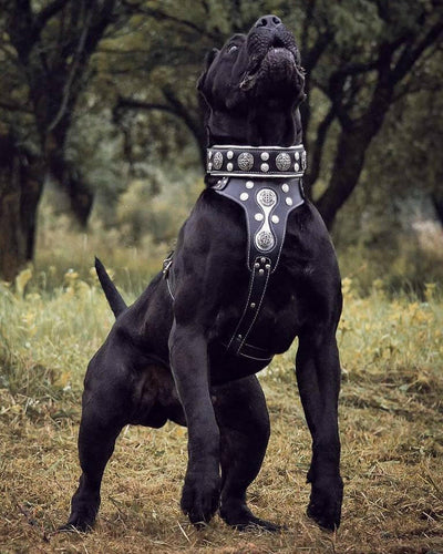 Hektor collar