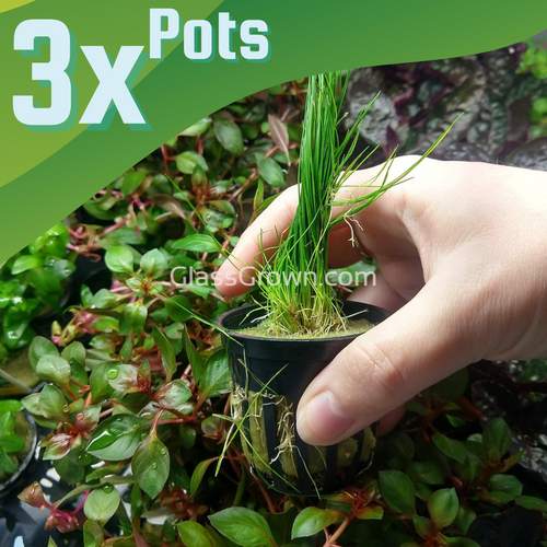 Dwarf Hairgrass 4 Coco Mat