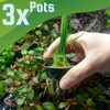 Dwarf Hairgrass 4 Coco Mat