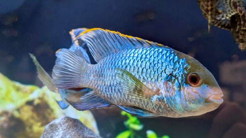 Electric blue acara ~2