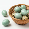 Celadon Coturnix Hatching Eggs - true blue layers
