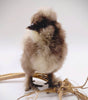 Silkie Hatching Eggs- Hens Choice