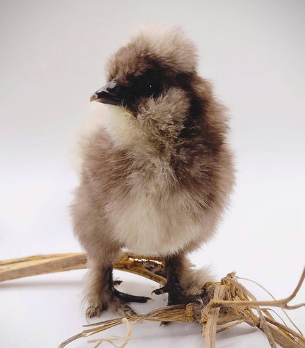 Silkie Hatching Eggs- Hens Choice