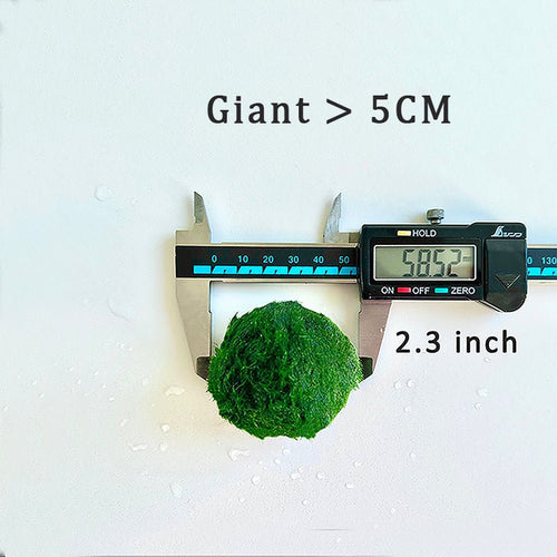 Marimo Moss Balls For Aquarium 5PCS Multiple Size Moss Ball Aqua Plant Pet Bulk Sale - Kokedama Japanese Algae Ball Wholesale