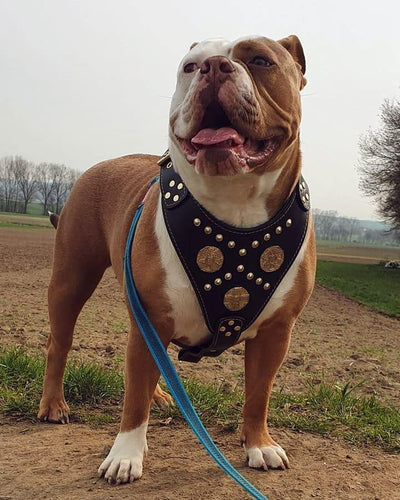 The Maximus harness black & gold