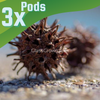 Sweet Gum Pods 3 Pack