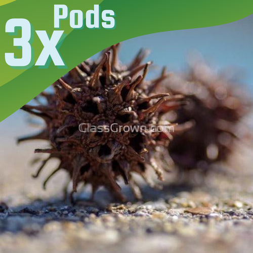 Sweet Gum Pods 3 Pack