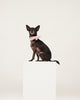 Pink Cotton Scarf