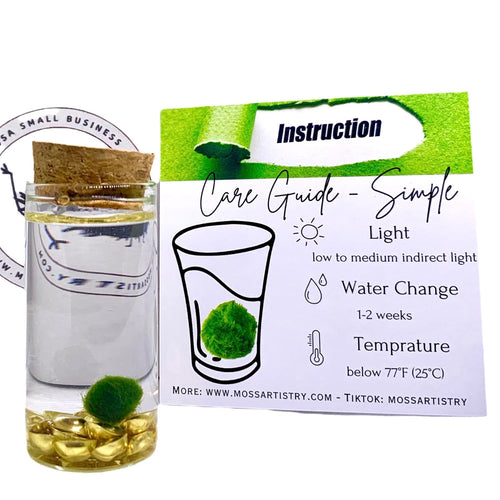 Fortune Moss Kit Office Desktop Decor