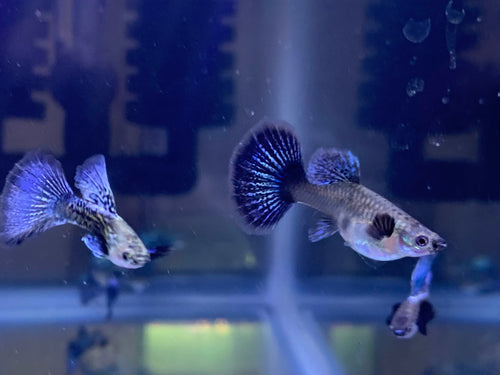 Blue Dragon Guppy
