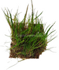 Dwarf Hairgrass 4 Coco Mat