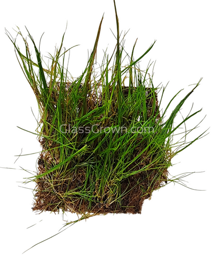 Dwarf Hairgrass 4 Coco Mat