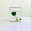 Marimo Moss Ball Aquarium Glass Terrarium Designer 4.5 Home Decor and Office Decor
