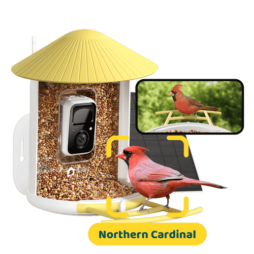 Birdfy Feeder - AI-Powered Smart Bird Feeder with Camera-Yellow