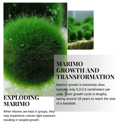Large Marimo Moss Ball 1 pc 4-5cm LIVE Marimo Moss Ball Pet - Japanese Algae Ball