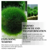 Marimo Moss Ball Aquarium 6-12 Month 0.8-1.5cm Marimo Moss Balls: 5/10/20/50PCS