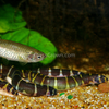 Kuhli Loach 3 Pack