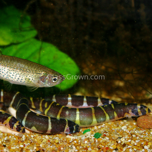 Kuhli Loach 3 Pack