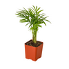 3 Tropical Plant Variety Bundle