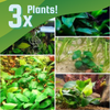 Bestselling Anubias Starter Pack (3 Plants)