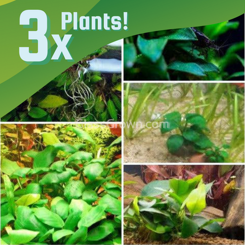 Bestselling Anubias Starter Pack (3 Plants)
