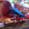 Male Halfmoon Betta