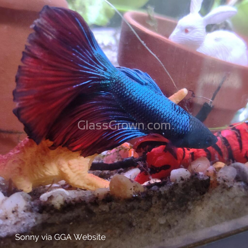 Male Halfmoon Betta