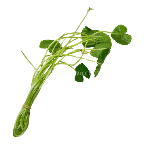 Bunch Brazilian Pennywort