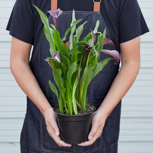 Calla Lily