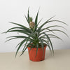 Bromeliad 'Yellow Pineapple' - 6 Pot